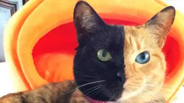 Conoce la gata de dos caras (+Foto) Conoce la gata de dos caras (+Foto)