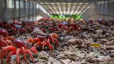 La impresionante migración anual de 120 millones de cangrejos rojos (+Fotos) La impresionante migración anual de 120 millones de cangrejos rojos (+Fotos)