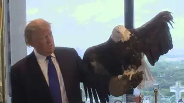 Águila calva americana le echó un susto a Donald Trump (+Video) Águila calva americana le echó un susto a Donald Trump (+Video)