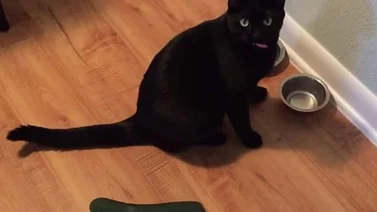 Los gatos le temen a los pepinos (+Video)