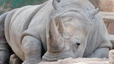 Muere rinoceronte blanco en EE.UU., restan sólo 3 en el mundo