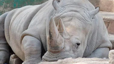 Muere rinoceronte blanco en EE.UU., restan sólo 3 en el mundo