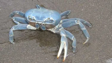 Inparques promueve rescate y protección del cangrejo azul terrestre en Falcón