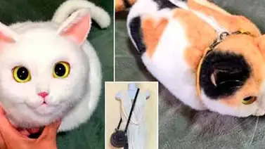Carteras que parecen gatos reales Carteras que parecen gatos reales