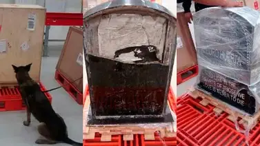 Encuentran 22 kilos de marihuana en una lápida en México Encuentran 22 kilos de marihuana en una lápida en México