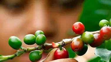 De 6 a 15 mil bolívares deberán pagar productores por café De 6 a 15 mil bolívares deberán pagar productores por café