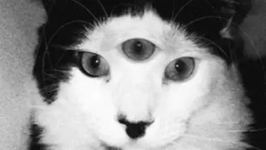 Las "Mutaciones" más raras de animales y personas (+Fotos) Las "Mutaciones" más raras de animales y personas (+Fotos)