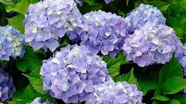 Preparan "porros" de hortensias Preparan "porros" de hortensias
