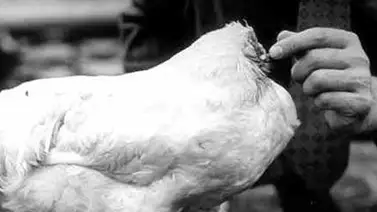 Un pollo vivió año y medio sin cabeza Un pollo vivió año y medio sin cabeza
