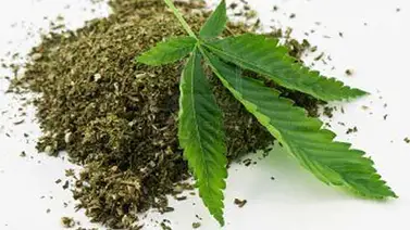 Detrás de un muro de estiércol allanan tres hectáreas de marihuana Detrás de un muro de estiércol allanan tres hectáreas de marihuana