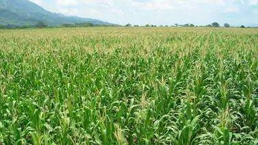 Prevén industrializar más de dos millones de kg de maíz en Lara Prevén industrializar más de dos millones de kg de maíz en Lara