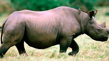 Un rinoceronte aplastó y mató a un guía en Zimbabue