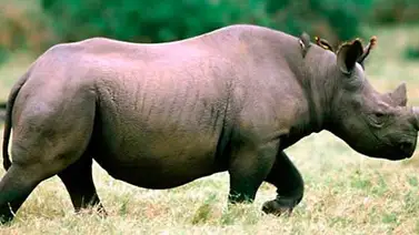 Un rinoceronte aplastó y mató a un guía en Zimbabue Un rinoceronte aplastó y mató a un guía en Zimbabue