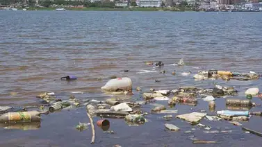 Estudio predijo que 99% de aves marinas tendrán plástico en el estómago Estudio predijo que 99% de aves marinas tendrán plástico en el estómago