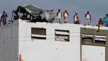 Aseguran que en Yare cocinan gatos por falta de comida