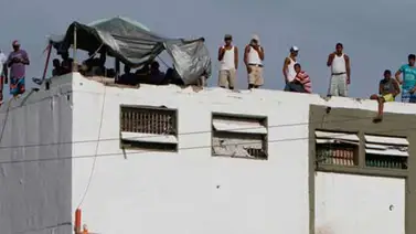 Aseguran que en Yare cocinan gatos por falta de comida Aseguran que en Yare cocinan gatos por falta de comida