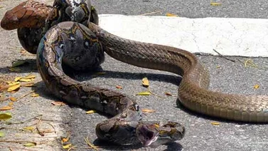 Pelea épica entre un pitón y una cobra + Video