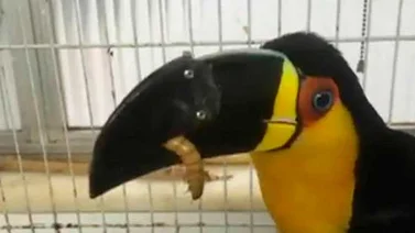 Así come el tucán que tiene un pico en 3D