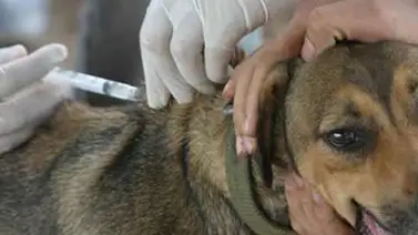 En Sucre aprovecharon para vacunar mascotas En Sucre aprovecharon para vacunar mascotas