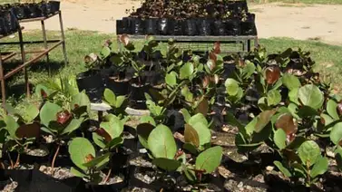 Más de 600 plantas fueron sembradas en el Henri Pittier Más de 600 plantas fueron sembradas en el Henri Pittier