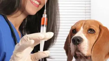 Vacunan gratis a 100 animales domésticos Vacunan gratis a 100 animales domésticos