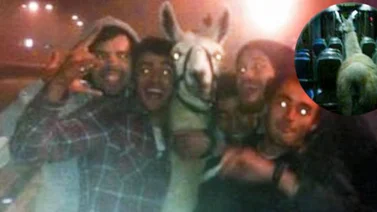 Borrachos se roban llama de un circo y deciden llevarla de rumba