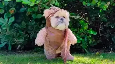 Perro interpreta a uno de los personajes de Star Wars Perro interpreta a uno de los personajes de Star Wars