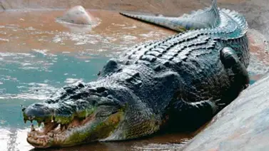 Los humanos forman parte de los animales más letales del mundo Los humanos forman parte de los animales más letales del mundo