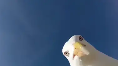 Gaviota ‘tomó prestada’ una GoPro y mira las imágenes que grabó Gaviota ‘tomó prestada’ una GoPro y mira las imágenes que grabó