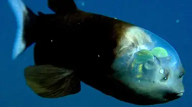 El pez de la cabeza transparente, no te lo pierdas El pez de la cabeza transparente, no te lo pierdas