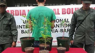 Cultivaba marihuana dentro de su residencia en Barinas