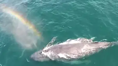 No creerás lo que puede hacer esta ballena No creerás lo que puede hacer esta ballena