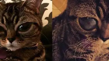 La gatita alienígena que conquistó la Web La gatita alienígena que conquistó la Web