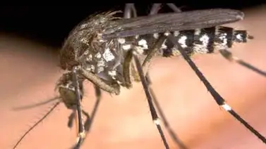 Mosquitos mutantes transgénicos combaten el dengue en Brasil Mosquitos mutantes transgénicos combaten el dengue en Brasil