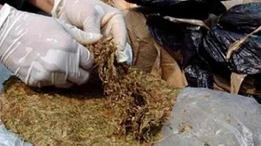 Encarcelan a 10 hombres por tráfico de marihuana en Táchira