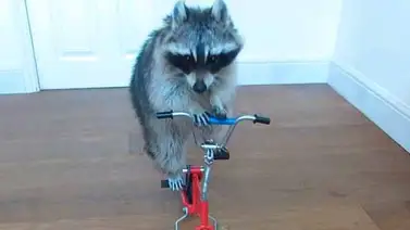 Mapache se hace famoso por montar bicicleta Mapache se hace famoso por montar bicicleta