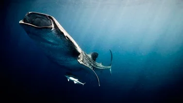 Los animales hicieron de las suyas en medio del océano