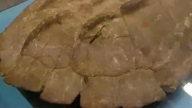 Encuentran en Venezuela fósil de tortuga con 12 millones años de antigüedad Encuentran en Venezuela fósil de tortuga con 12 millones años de antigüedad