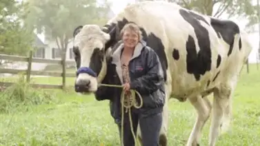 Blosom, la vaca más grande nunca antes vista Blosom, la vaca más grande nunca antes vista