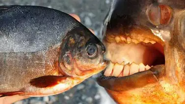 Se asienta en aguas europeas el pez come testículos Se asienta en aguas europeas el pez come testículos