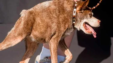"Quasi Modo" es el perro más feo del mundo