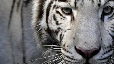 Tigre que escapó de zológico mató a un hombre en Georgia Tigre que escapó de zológico mató a un hombre en Georgia