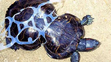 La triste historia de Cacahuete la tortuga deformada