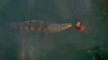 El mejor amigo de este hombre pasó a ser un cocodrilo El mejor amigo de este hombre pasó a ser un cocodrilo