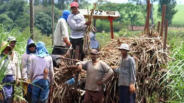 Pdvsa culminó su zafra de azúcar