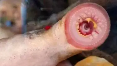 Lampreas que caen del cielo en Alaska Lampreas que caen del cielo en Alaska