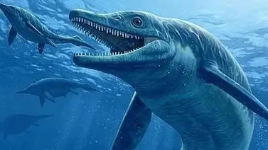 Descubren nuevos fósiles de ballenas en Egipto Descubren nuevos fósiles de ballenas en Egipto