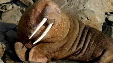 Cámara web muestra en vivo a las morsas de Alaska Cámara web muestra en vivo a las morsas de Alaska