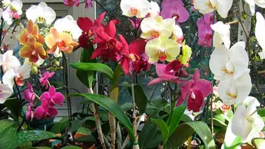 Celebra día de La Orquídea conociendo sus diversas presentaciones (Fotos) Celebra día de La Orquídea conociendo sus diversas presentaciones (Fotos)