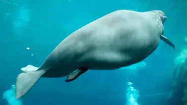 Bella bebé beluga nace frente a las cámaras Bella bebé beluga nace frente a las cámaras